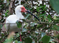 American White Ibis