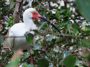 Ibis blanc