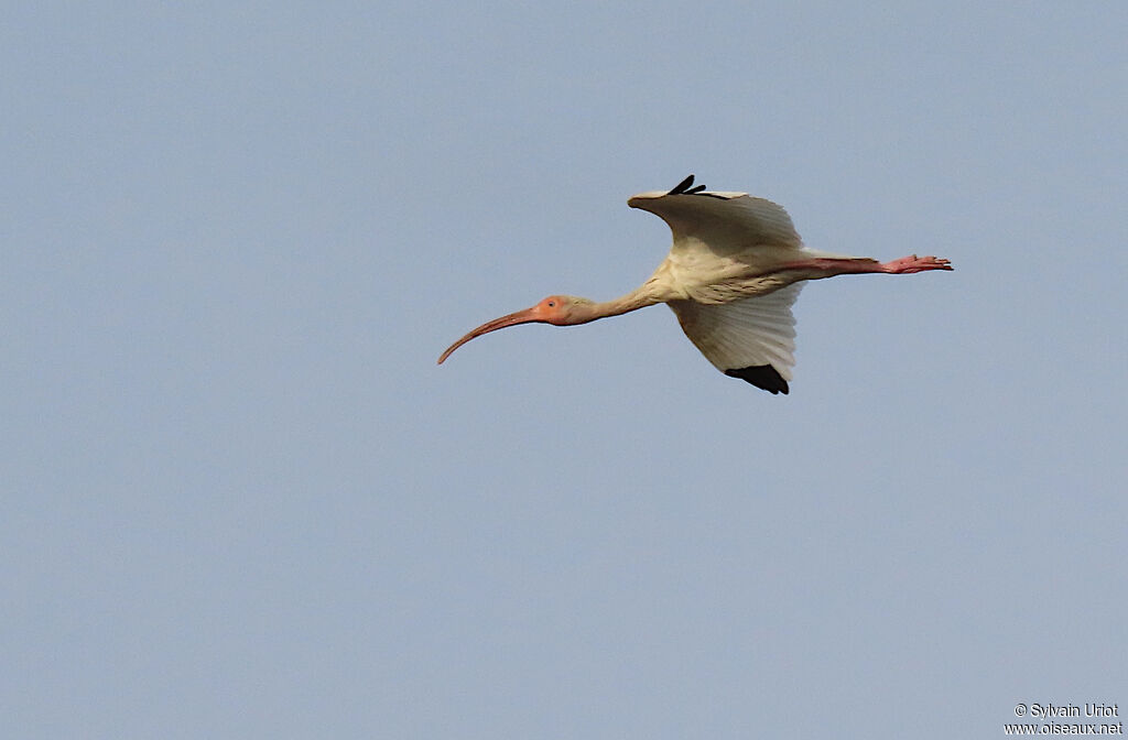 Ibis blancadulte