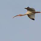 Ibis blanc