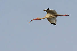 American White Ibis