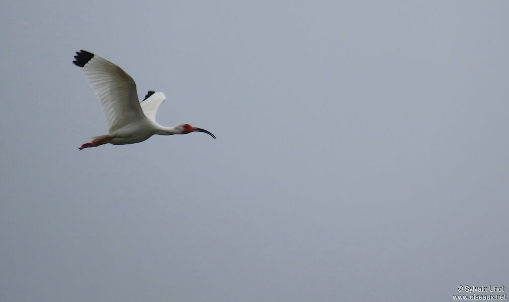 Ibis blancadulte