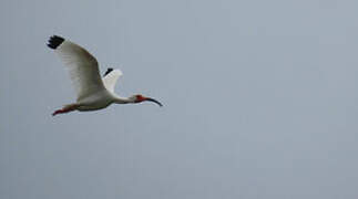 American White Ibis