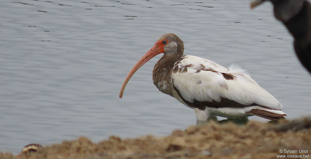 Ibis blancsubadulte