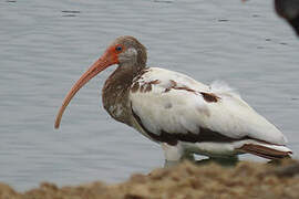 American White Ibis