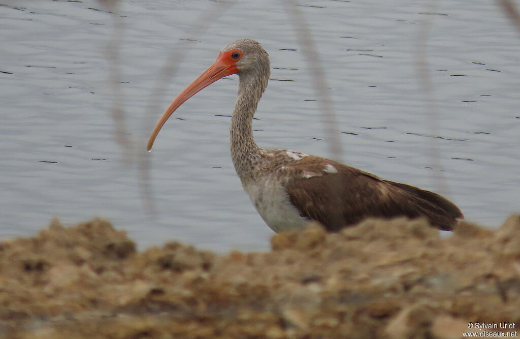 Ibis blancimmature