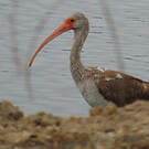 Ibis blanc