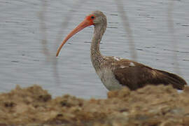 American White Ibis