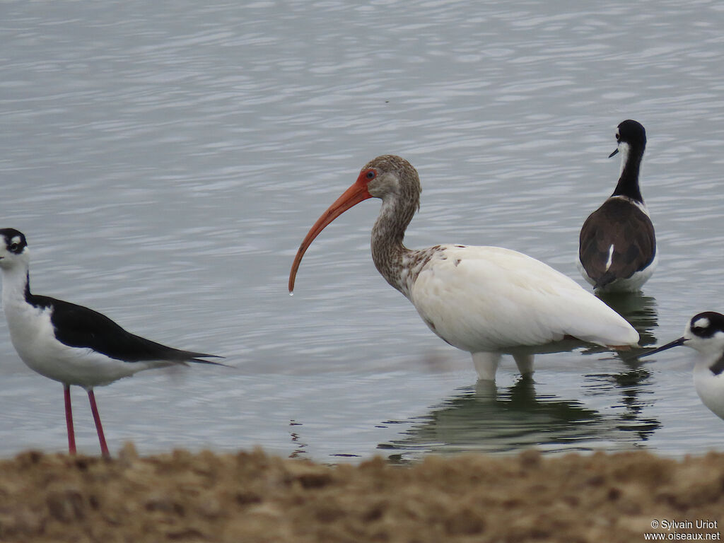 Ibis blancsubadulte