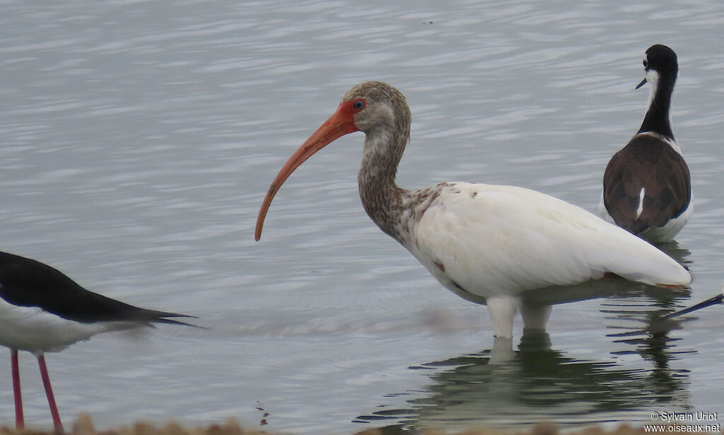 Ibis blancsubadulte