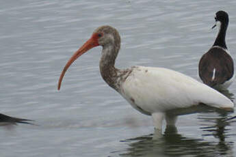 Ibis blanc