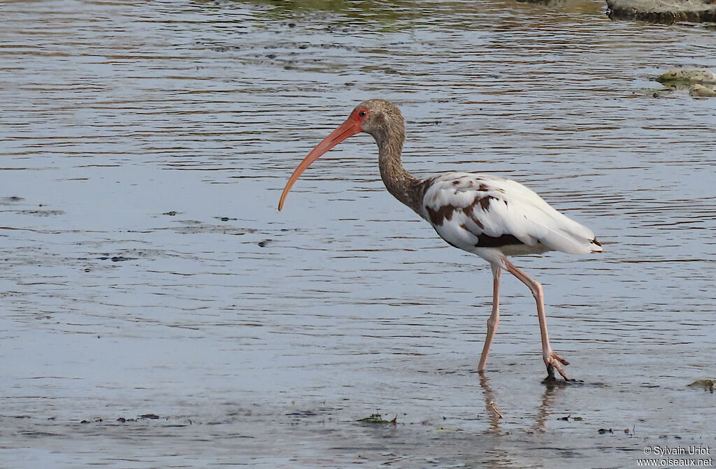 Ibis blancsubadulte