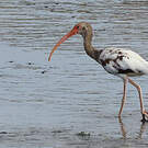 Ibis blanc