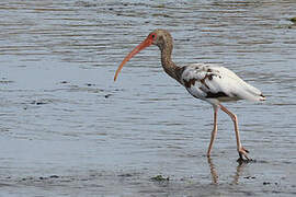 American White Ibis