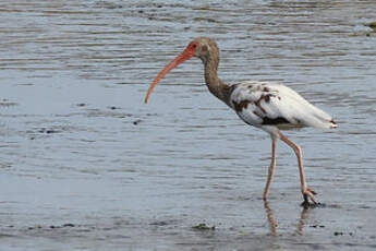 Ibis blanc