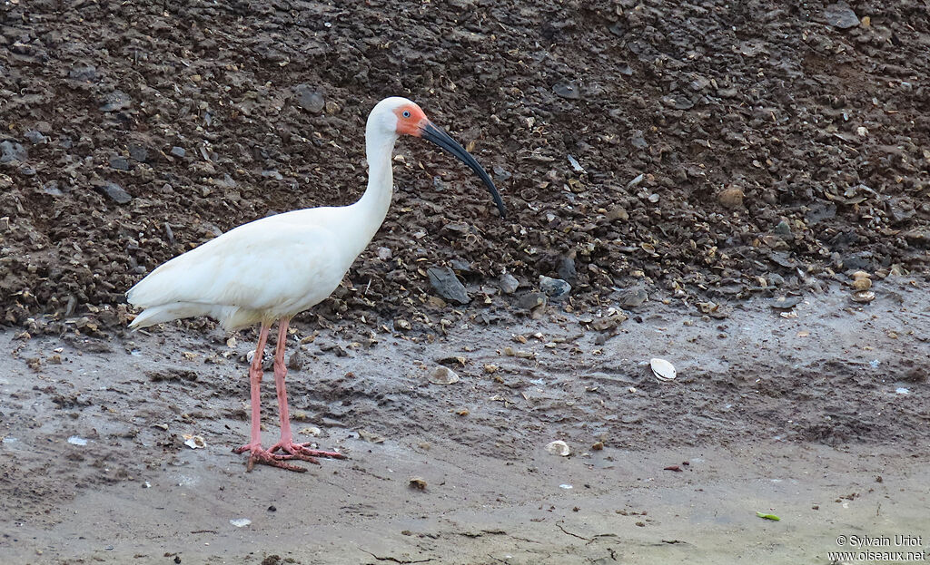 Ibis blancadulte