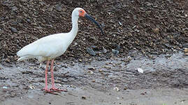 Ibis blanc