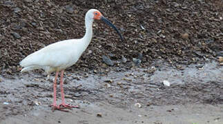 American White Ibis