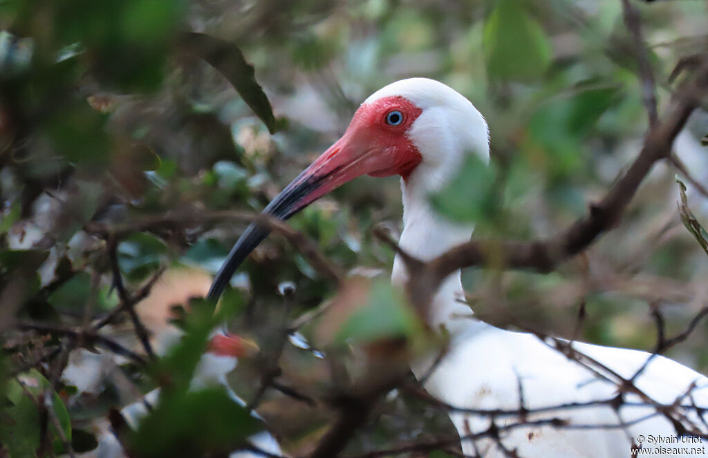 Ibis blancadulte