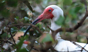 Ibis blanc