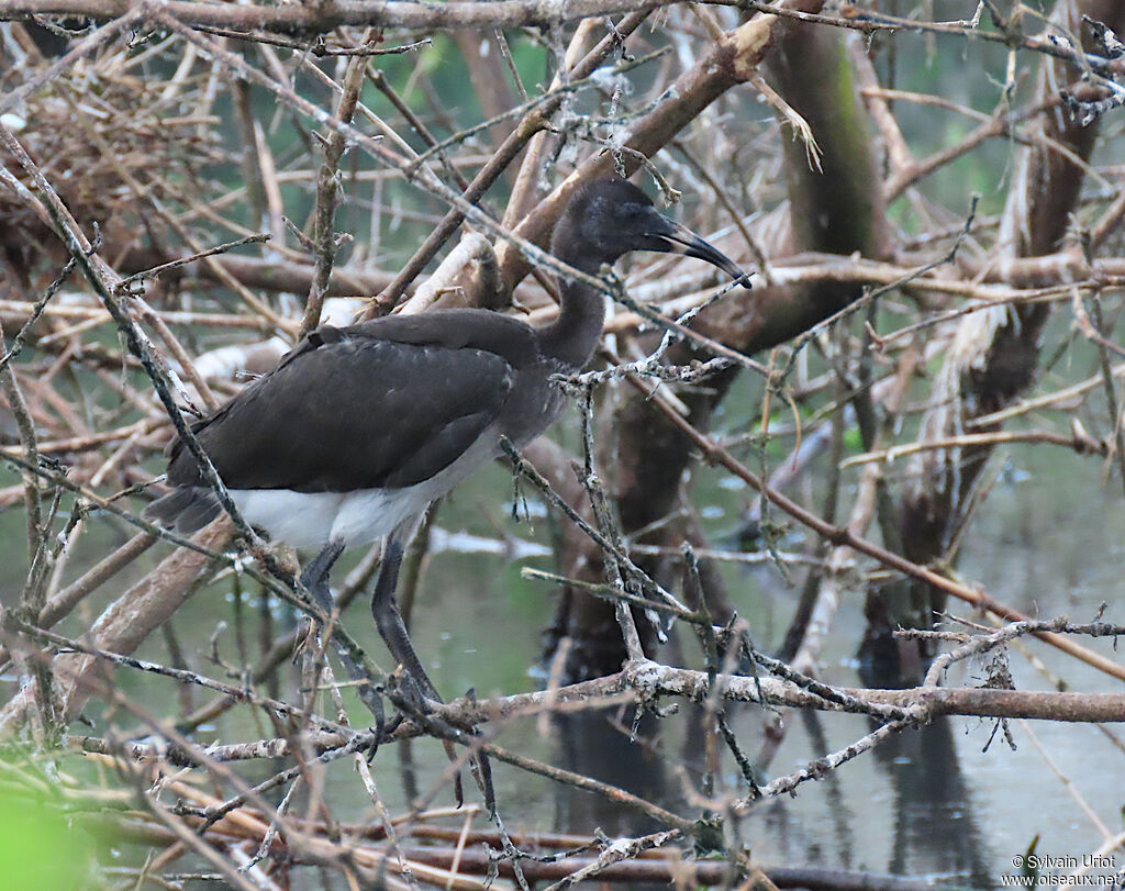 Ibis blancPoussin