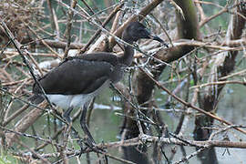 American White Ibis