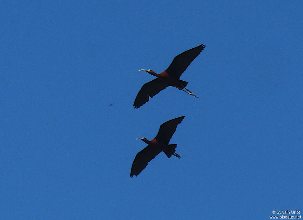 Ibis falcinelleadulte