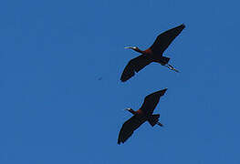 Glossy Ibis