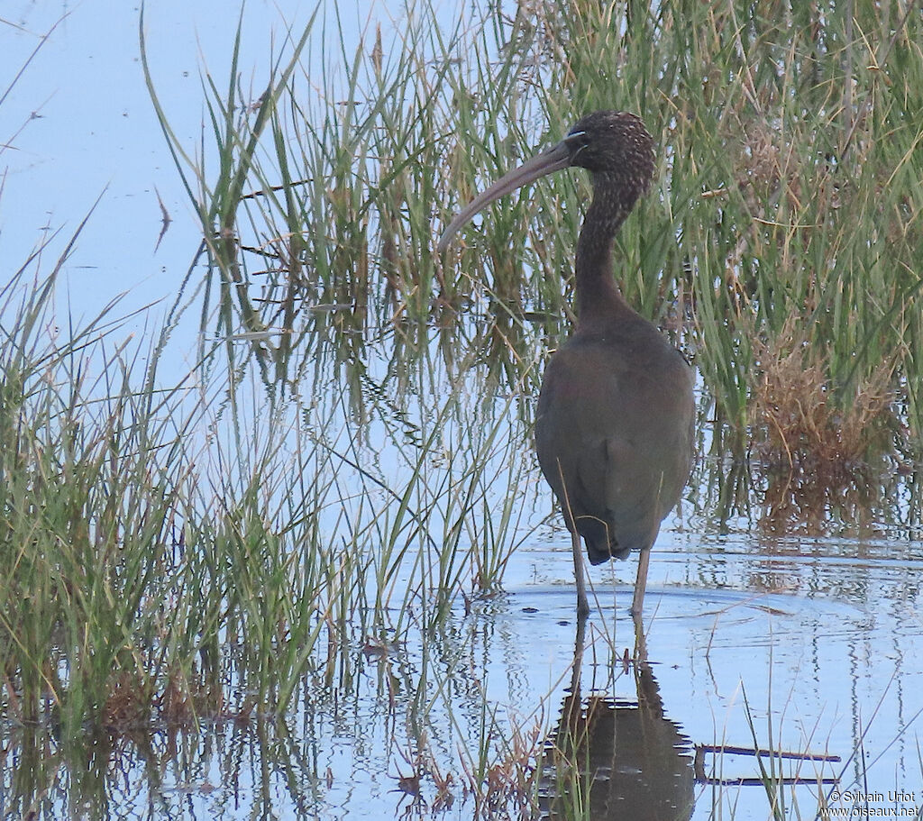 Ibis falcinelleadulte internuptial