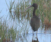 Ibis falcinelle