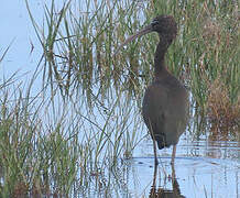 Glossy Ibis