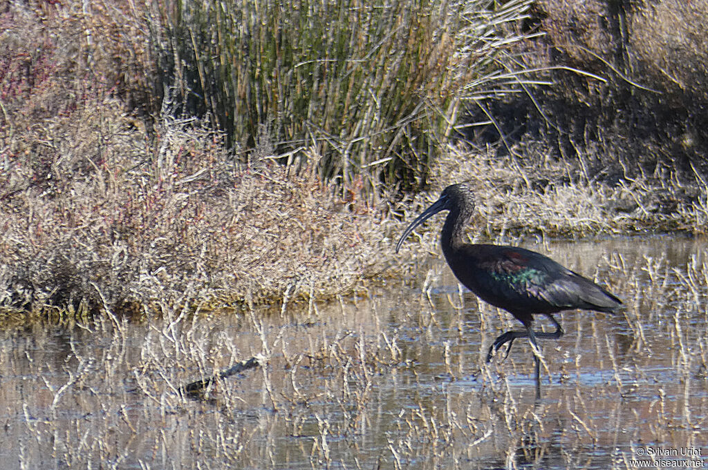 Ibis falcinelleadulte