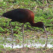 Ibis falcinelle