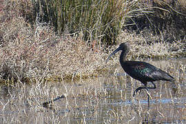 Ibis falcinelle