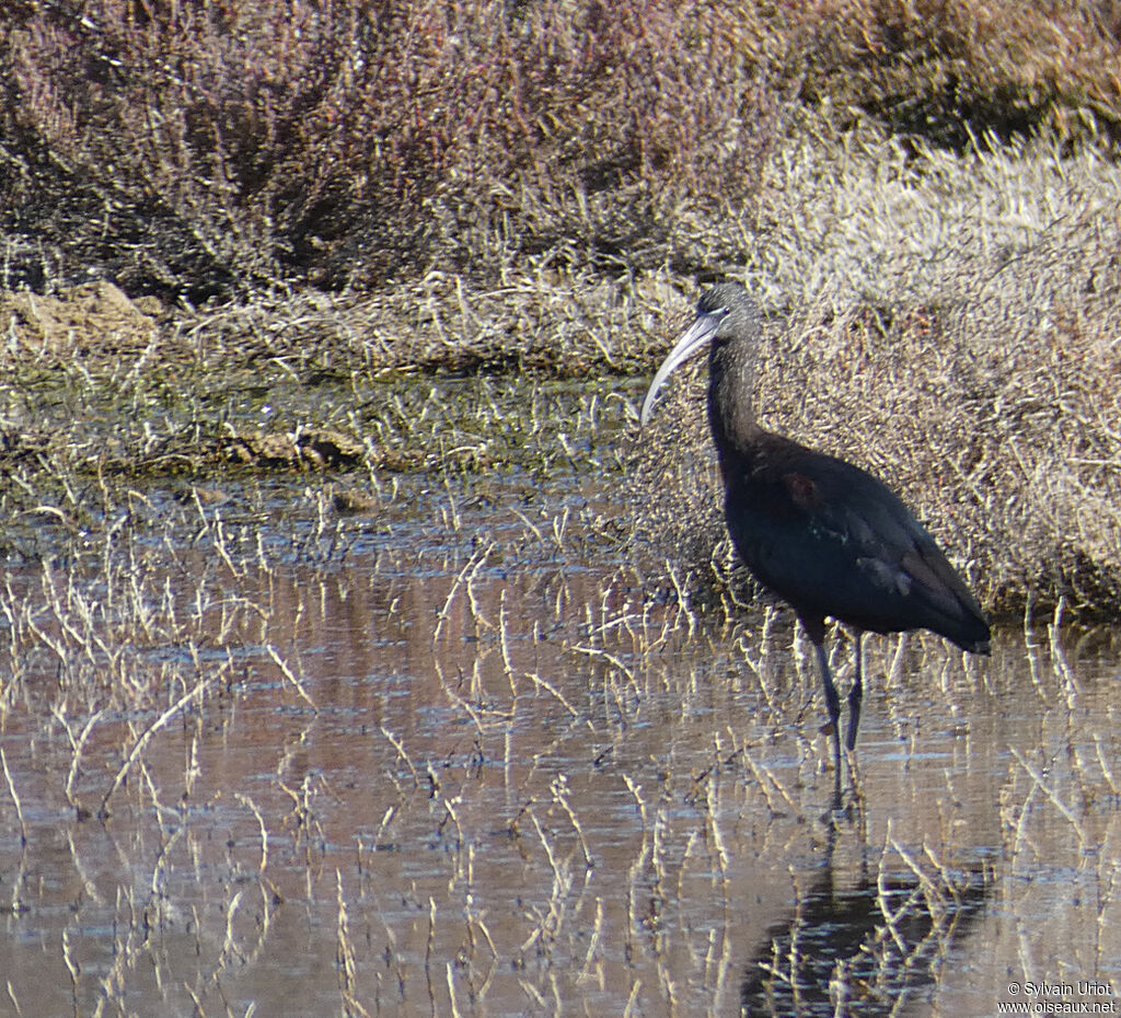 Ibis falcinelleadulte