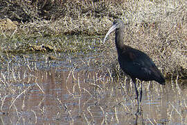 Glossy Ibis