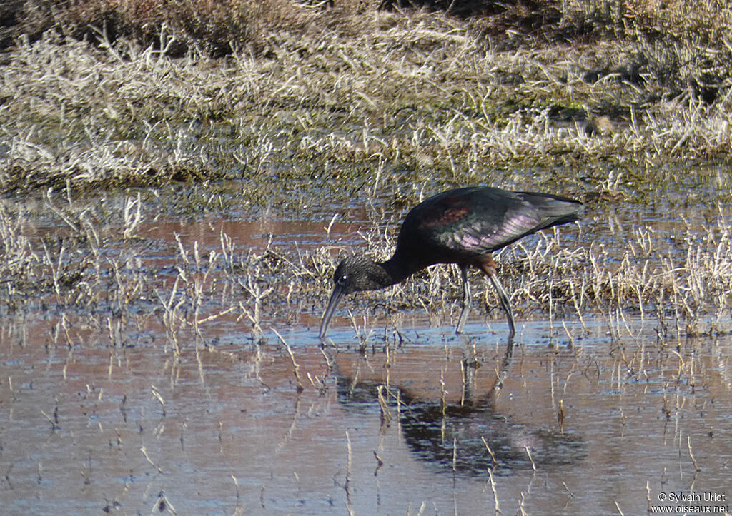 Ibis falcinelleadulte