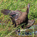 Ibis falcinelle