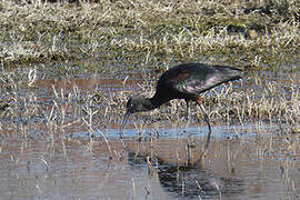 Glossy Ibis