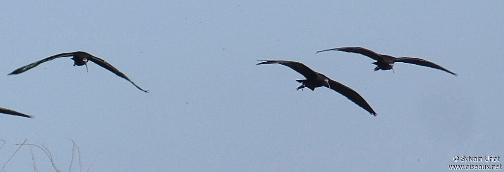 Ibis falcinelleadulte