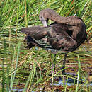 Ibis falcinelle