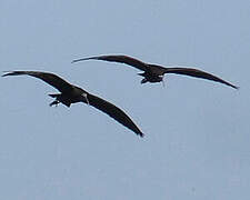 Glossy Ibis