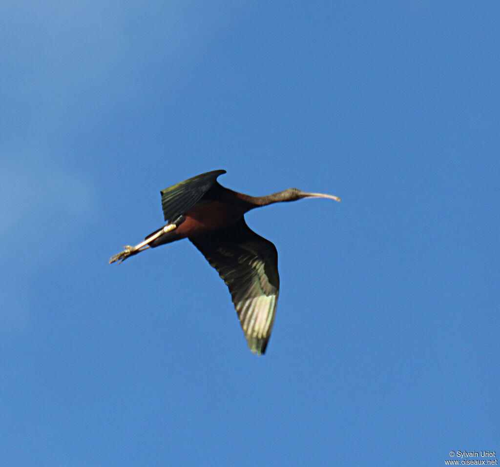 Ibis falcinelleadulte