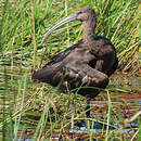 Ibis falcinelle