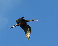 Glossy Ibis