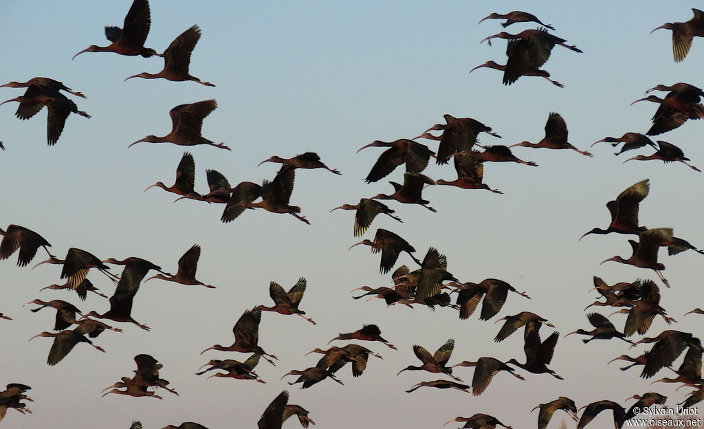 Ibis falcinelleadulte