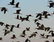 Glossy Ibis