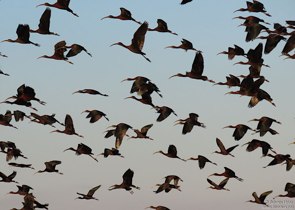 Ibis falcinelleadulte