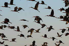 Glossy Ibis