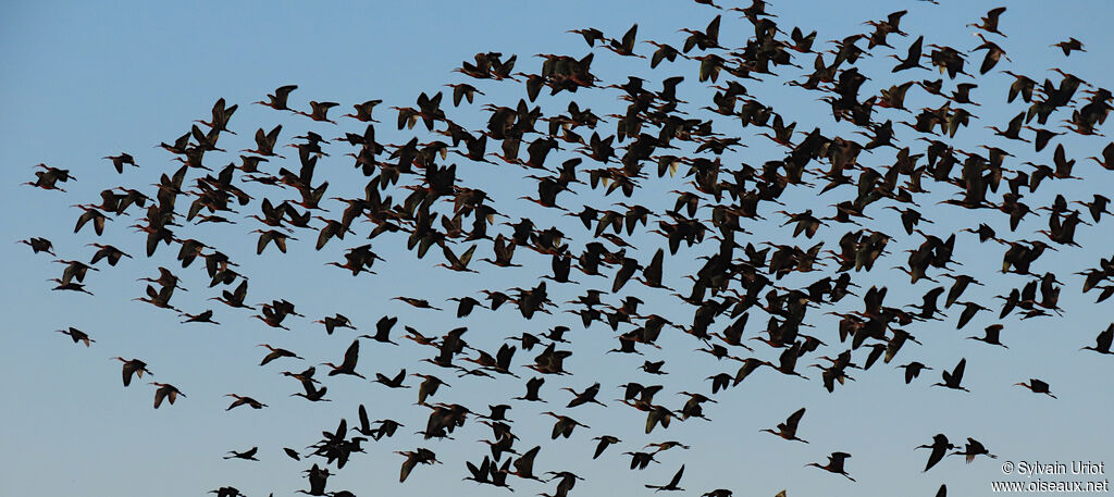 Ibis falcinelleadulte